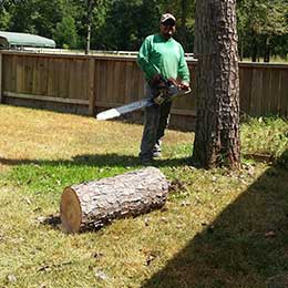 Tree Removal